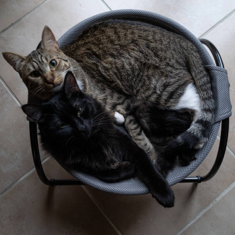 Cat Bed - Pink: image 6