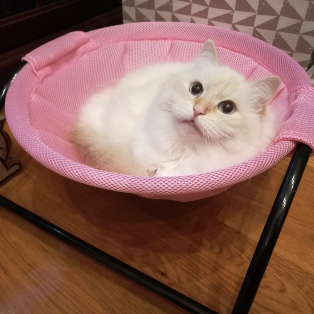 Cat Bed - Pink: image 1