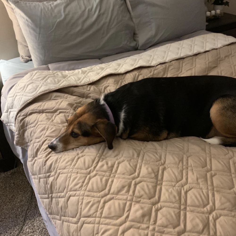 Waterproof Pet Dog Blanket - Sand And Stone Blue