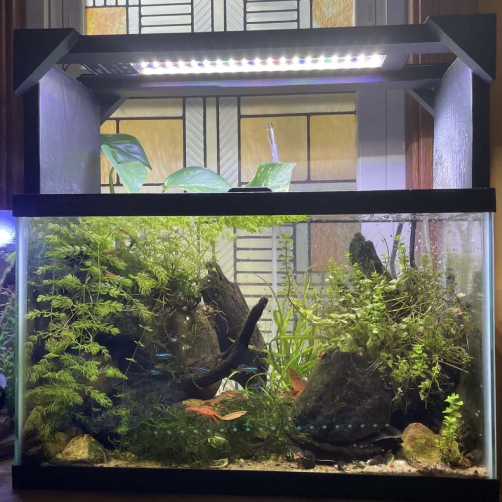 Plant Fish Tank Light - 72W 48In 55In