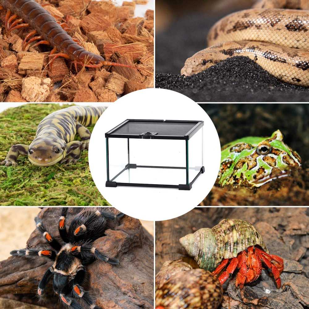 Mini Reptile Glass Terrarium Tank