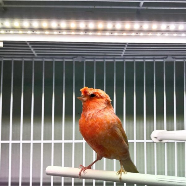 buy bird cage light sell online